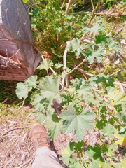 Malva parviflora