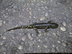 Ambystoma mavortium