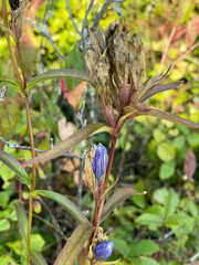Gentiana linearis