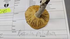 Russula paludosa