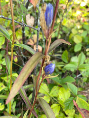 Gentiana linearis