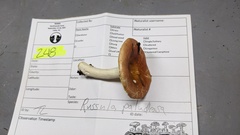 Russula paludosa