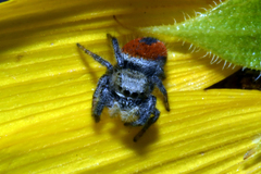 Phidippus ardens