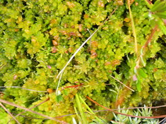 Sphagnum compactum