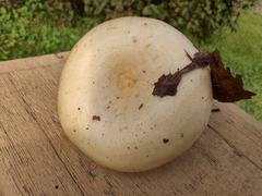 Lactarius maculatipes
