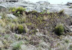 Phlegmariurus saururus