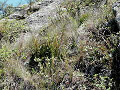 Phlegmariurus saururus