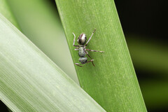 Polyrhachis hookeri