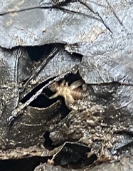 Eunemobius carolinus