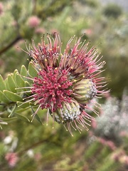 Leucospermum wittebergense