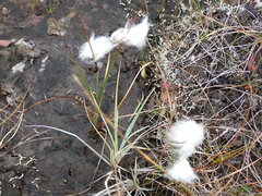 Eriophorum angustifolium