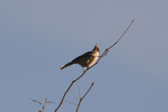 Microspingus melanoleucus