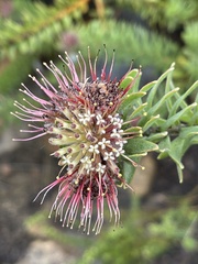 Leucospermum wittebergense