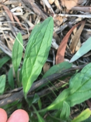 Cynoglossum australe