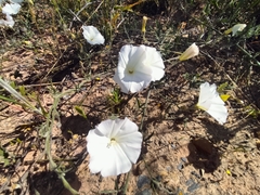 Convolvulus