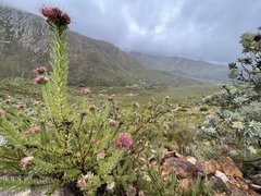 Leucospermum wittebergense