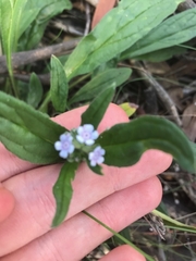 Cynoglossum australe