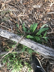 Cynoglossum australe