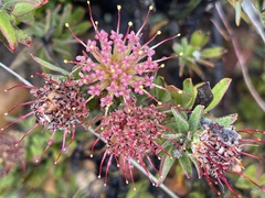 Leucospermum wittebergense