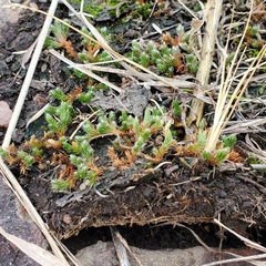 Selaginella rupestris