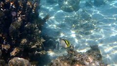 Chaetodon vagabundus