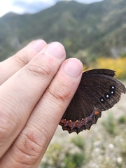 Gyrocheilus patrobas