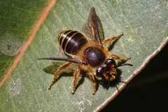 Trichocolletes