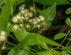 Pterygota