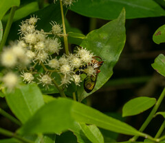 Pterygota