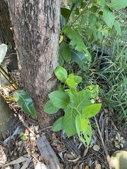 Glochidion zeylanicum