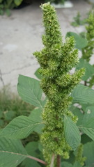 Amaranthus hybridus