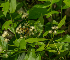 Pterygota