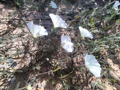 Convolvulus
