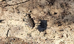 Cicindela duodecimguttata