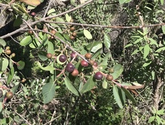 Rhamneae