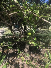 Crescentia cujete