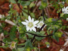 Gentiana douglasiana