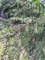 Kunzea leptospermoides
