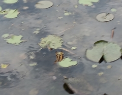 Rhyothemis variegata