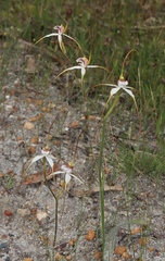 Caladenia longicauda redacta