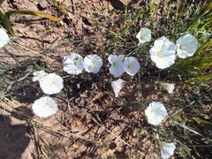 Convolvulus