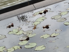 Rhyothemis variegata