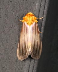 Eulithosia plesioglauca