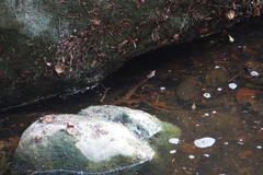Nerodia erythrogaster