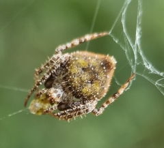 Eriovixia