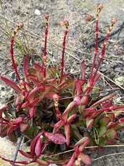 Crassula cultrata