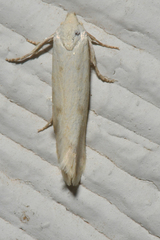 Tegeticula