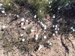 Convolvulus
