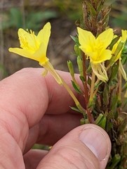 Oenothera clelandii