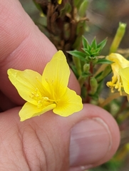 Oenothera clelandii